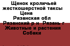 Щенок кроличьей жесткошерстной таксы. › Цена ­ 7 000 - Рязанская обл., Рязанский р-н, Рязань г. Животные и растения » Собаки   